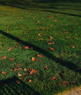 Lush green lawn that complements an inspiring and brilliant atmosphere. Lush green lawn that complements an inspiring and brilliant atmosphere.