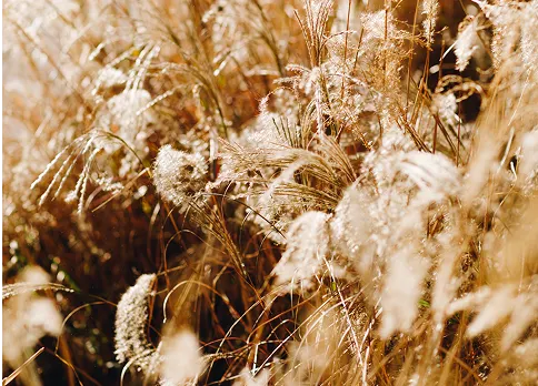 Lush grass representing a nurturing foundation for creativity. Lush grass representing a nurturing foundation for creativity.