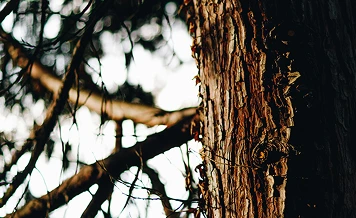 Tree symbolizing growth and strength in our innovative ecosystem Tree symbolizing growth and strength in our innovative ecosystem