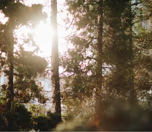 A forest symbolizing a future-focused commitment to sustainability. A forest symbolizing a future-focused commitment to sustainability.